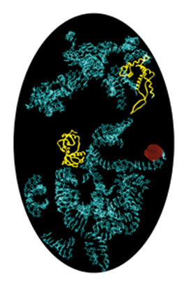 High resolution ribosome image